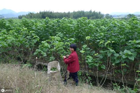 桑樹種植